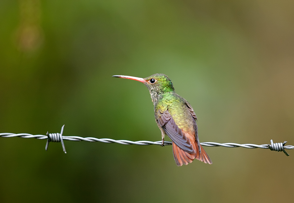 WC#404-Rufous-Tailed HB