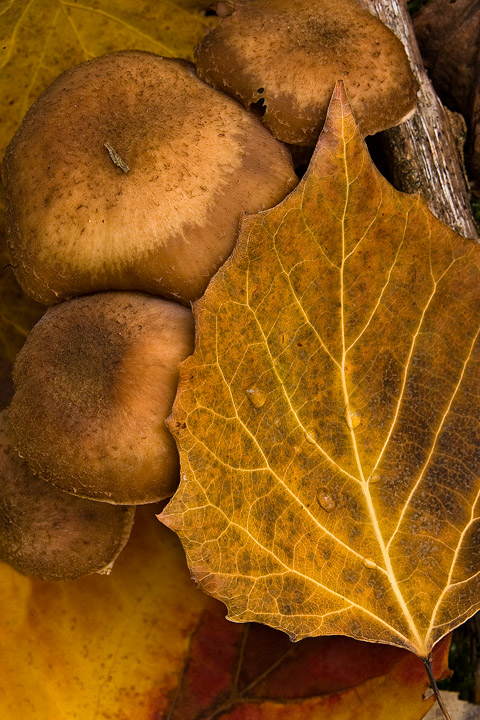 Forest Floor