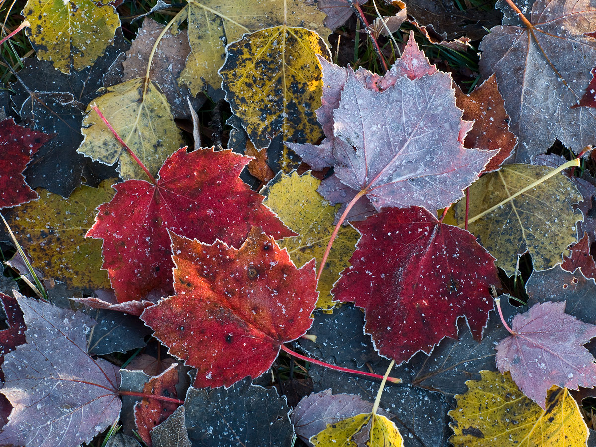 Frosty Leaves