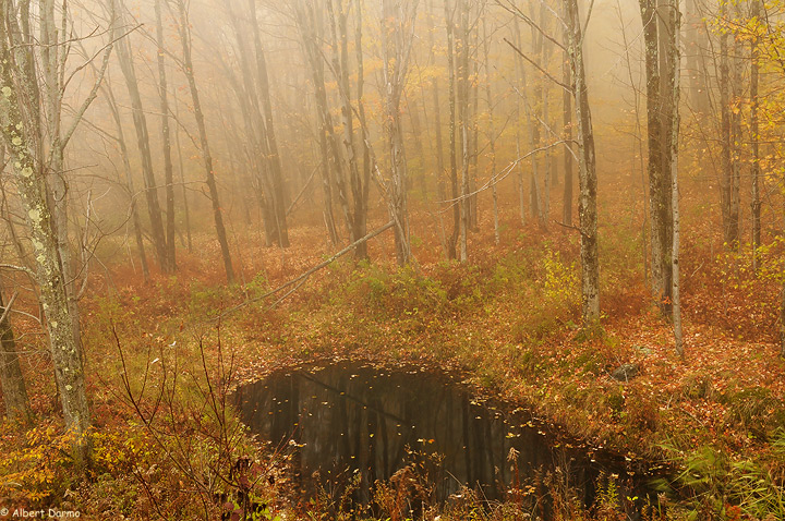 Late autumn and fog