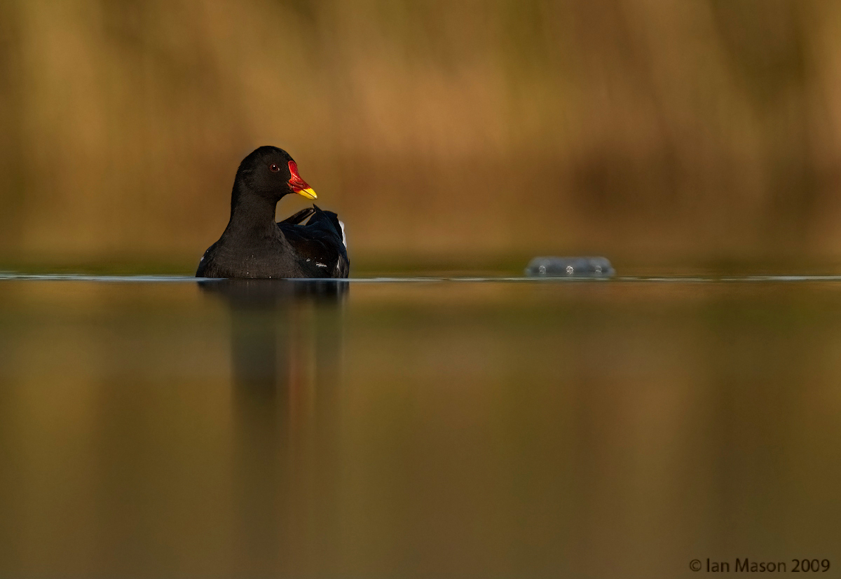 Moorhen and Bottle