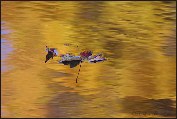 Golden Pond