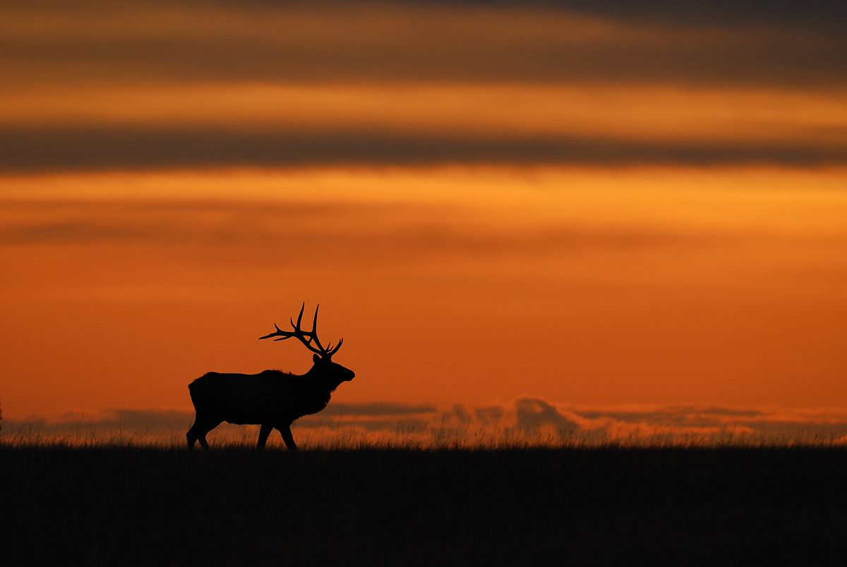sunrise bull #2