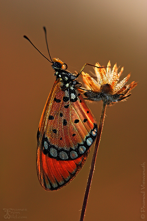Tawny coster