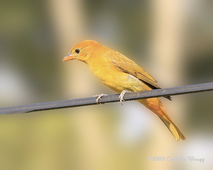WC #404 Summer Tanager