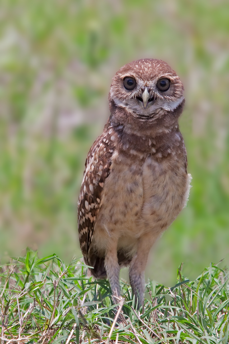 Burrowing Owl