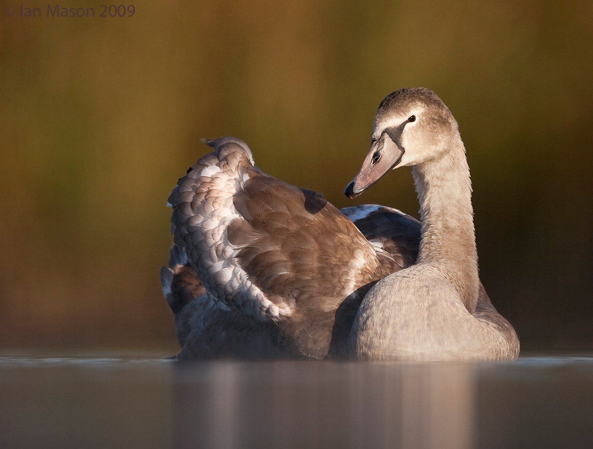 Cygnet