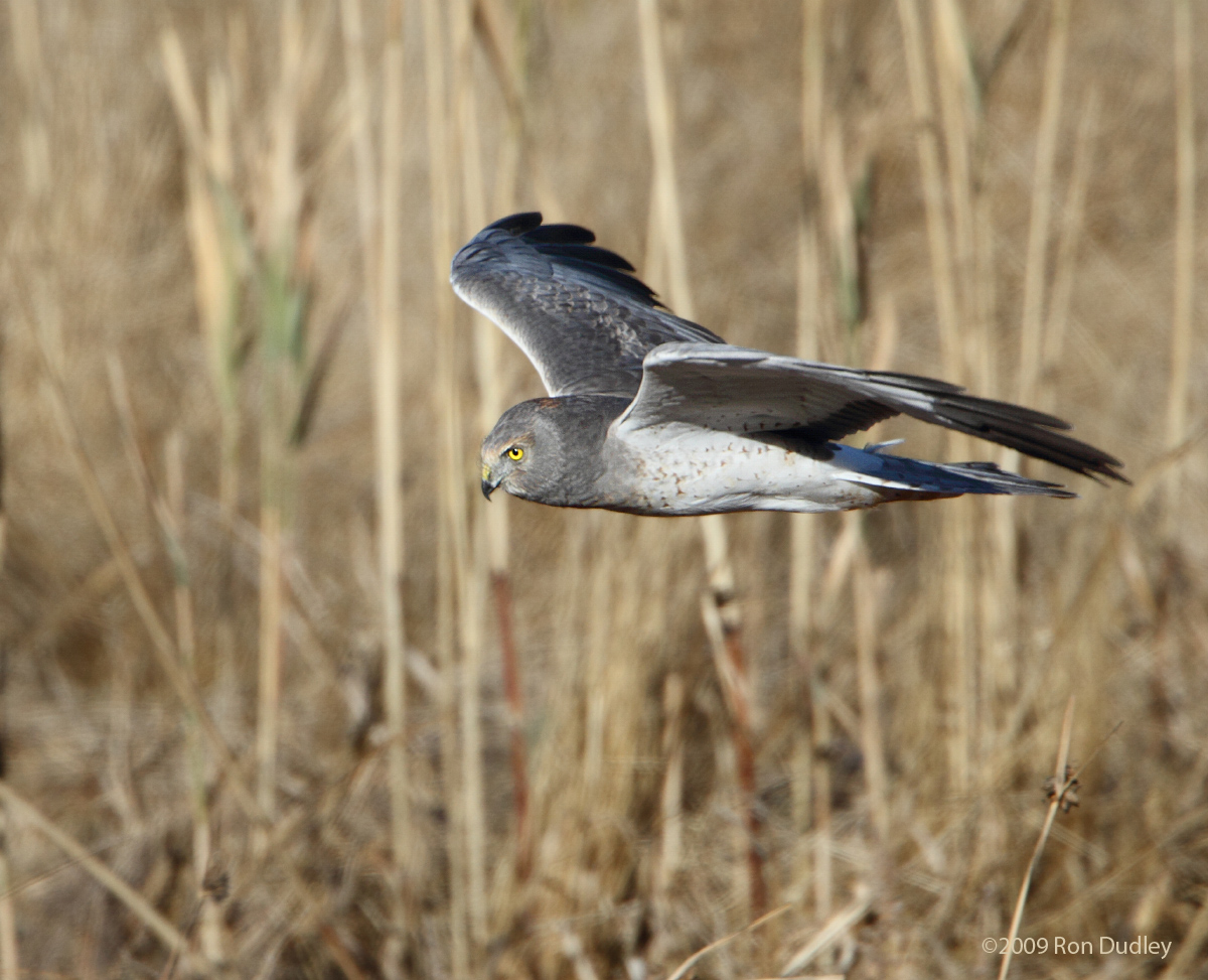 Northern Harrier - male