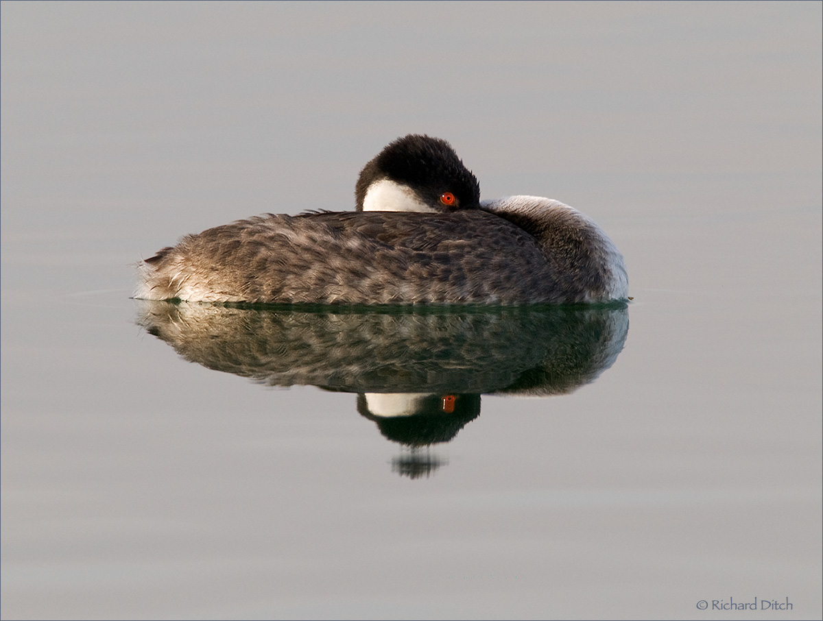 Western Grebe