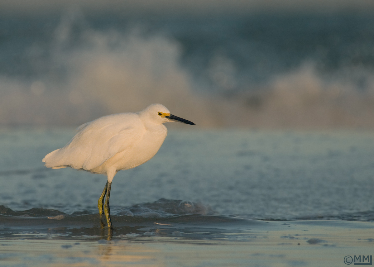 Snowy Egret at dawn