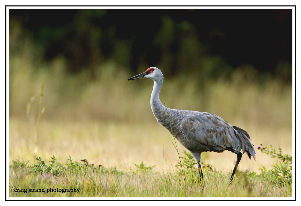 Sandhill Crane
