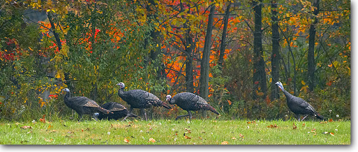 WC  # 106  Backyard Turkeys