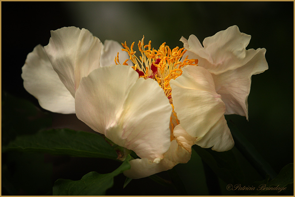 Elegant Peony