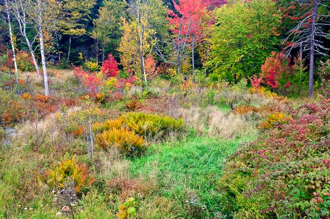 Fall Along Rte 3