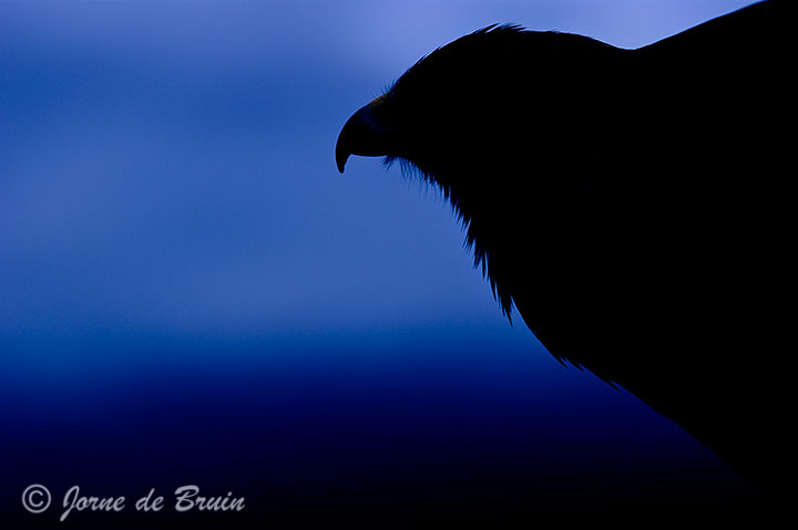 (c) Silhouette