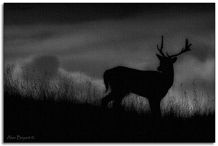 Last light stag