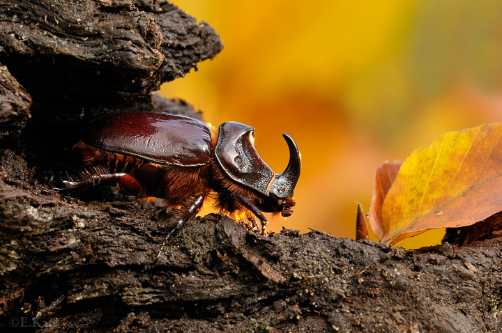 Rhinoceros beetle