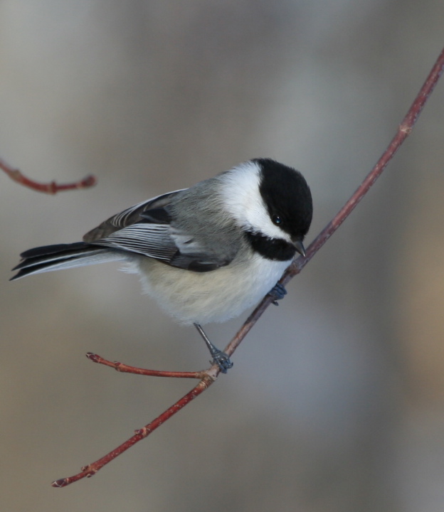Black-Capped Chickadee