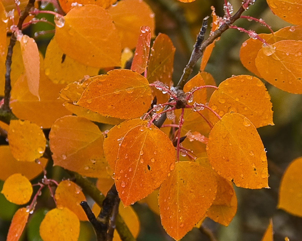 Icy Aspen Leaves