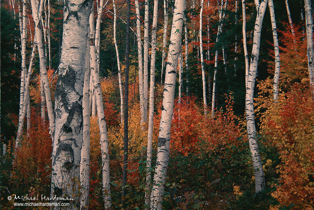 Shelburne Birches
