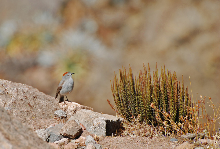 Highland Bird