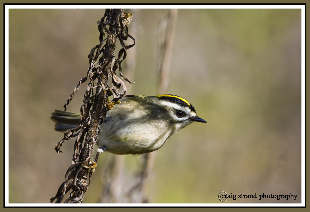 The "Last" Kinglet