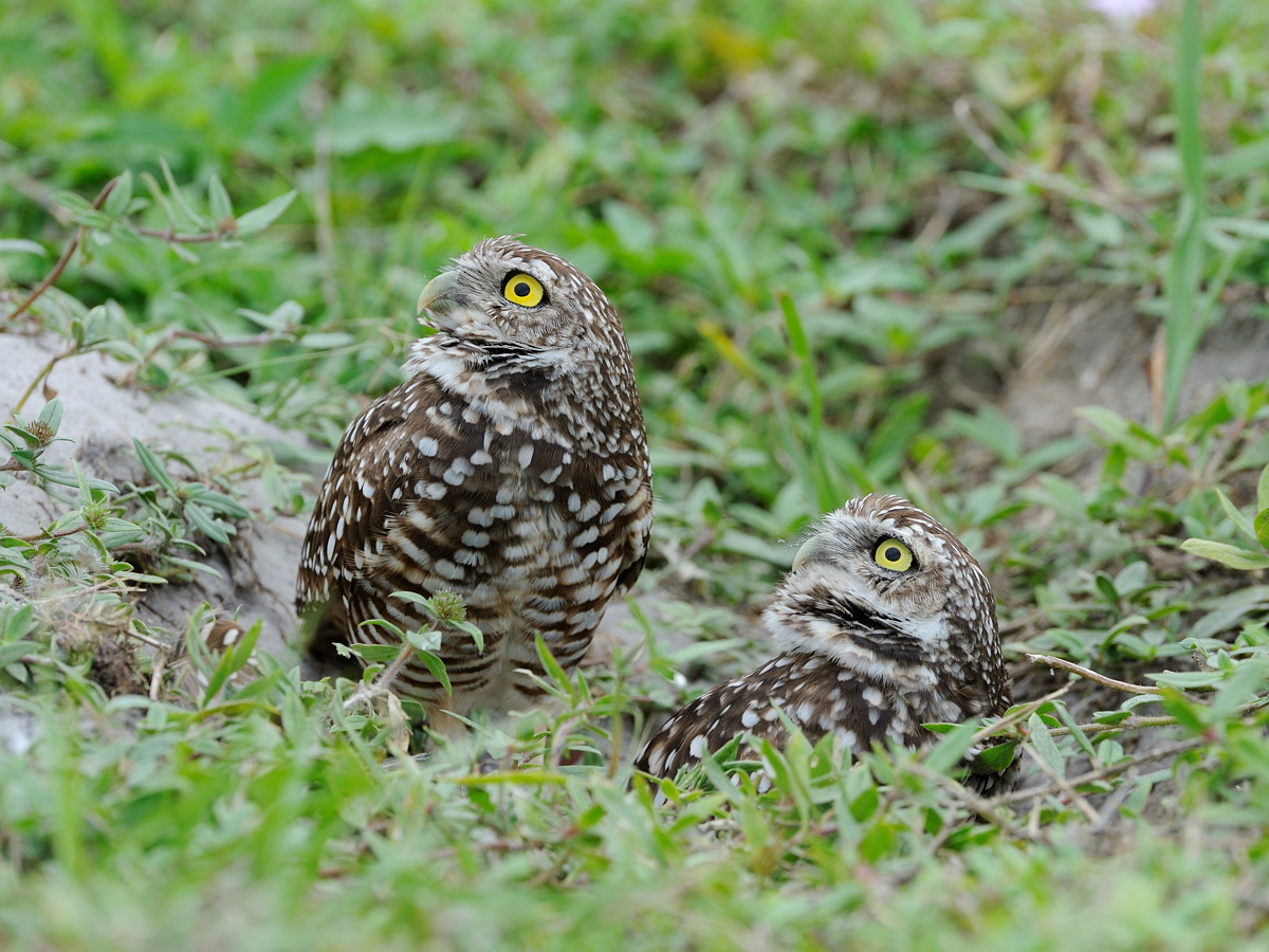 Burrowing Owls