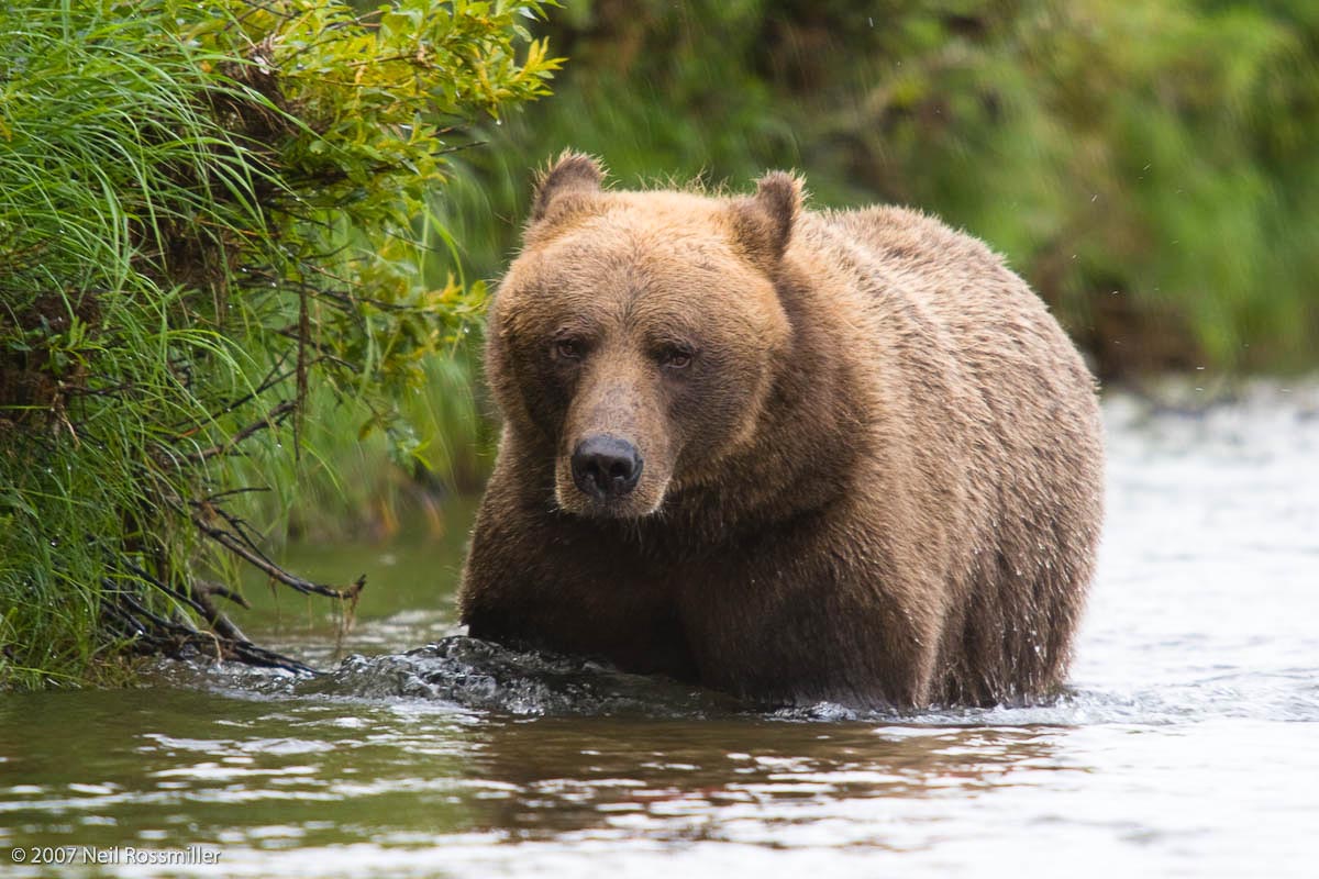 Bear Walking upstream