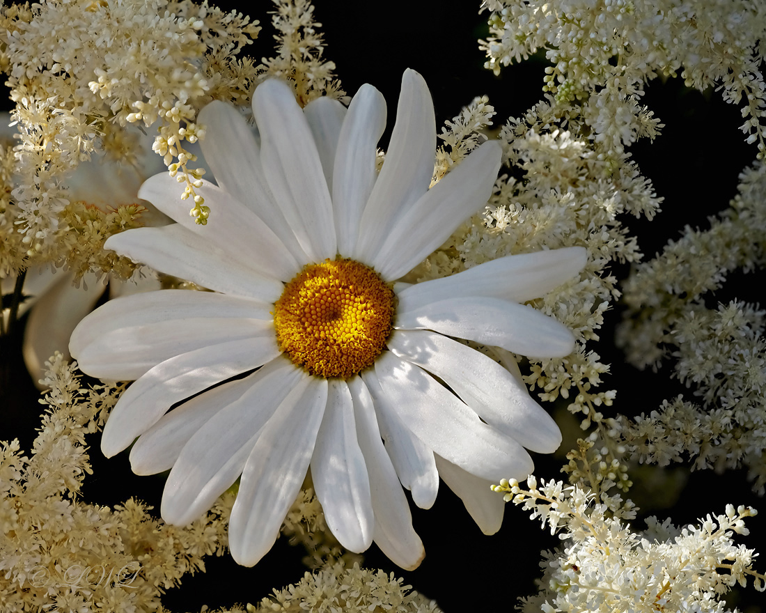 Daisy