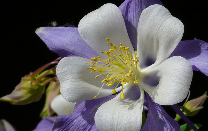 Zion Flower