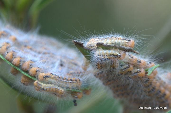 Caterpillar sandwich