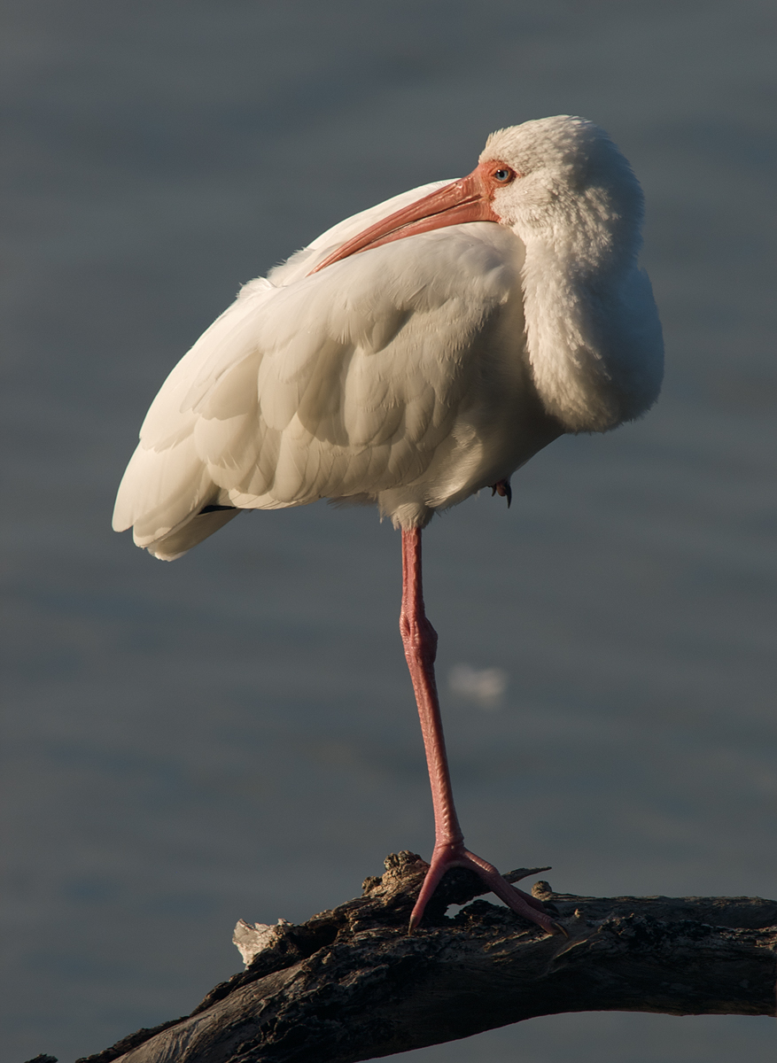 White Ibis