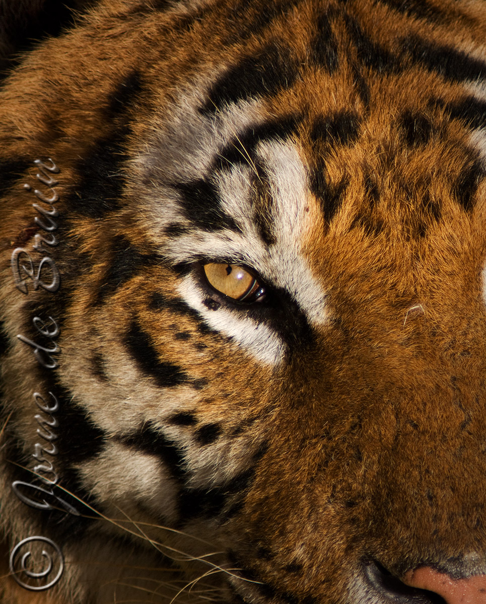 (c) Primal