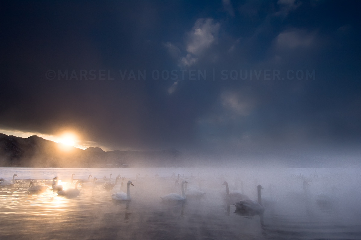 Swan Lake