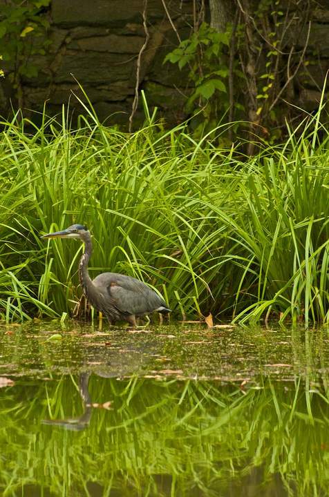 Great Blue Heron