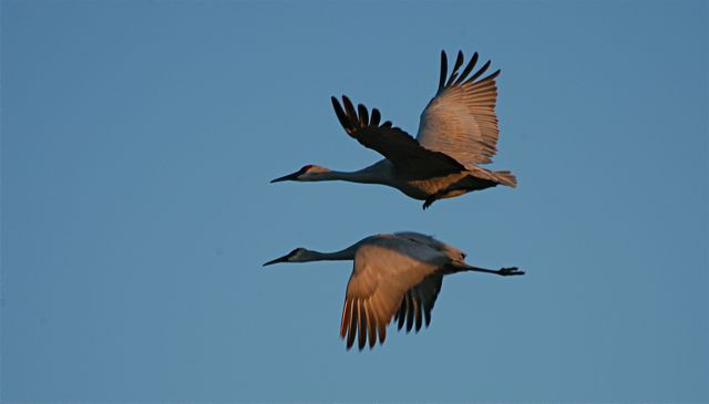 Sandhill Crane Mirror