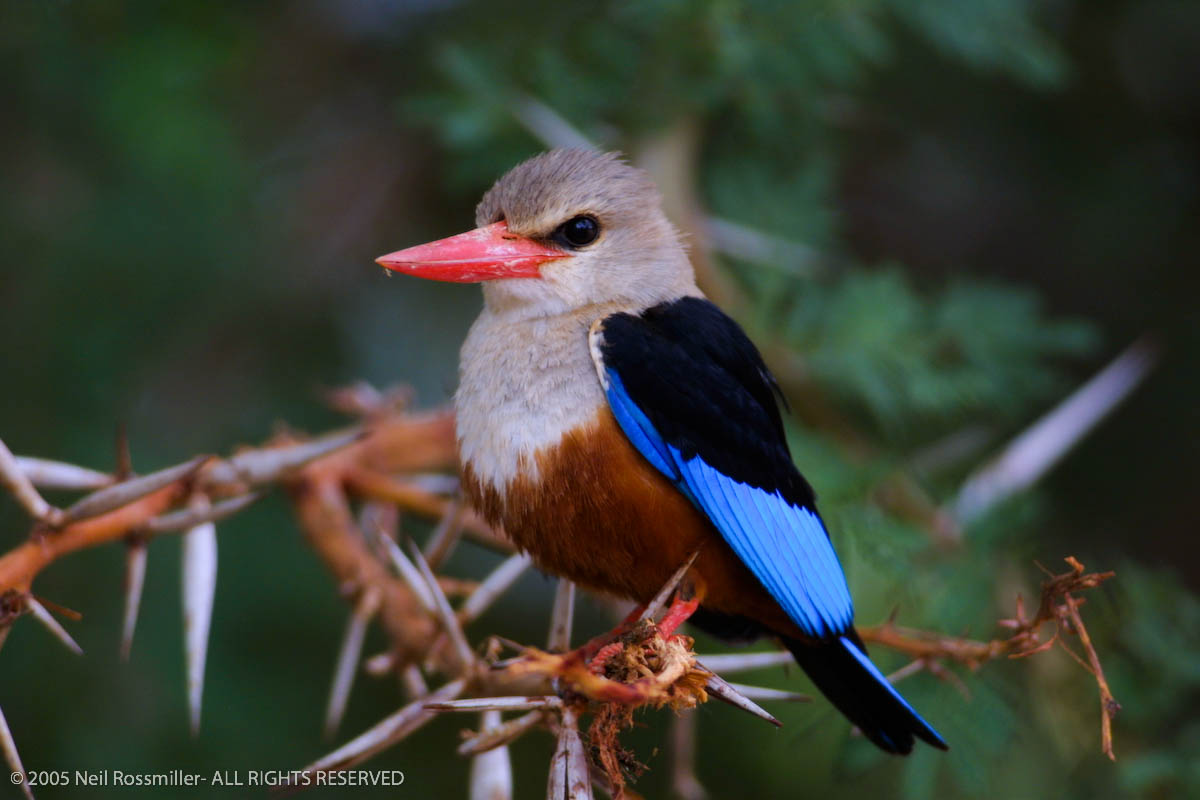 Grey Headed Kingfisher