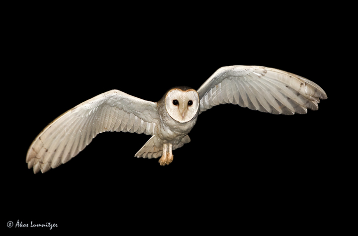 Barn Owl flight