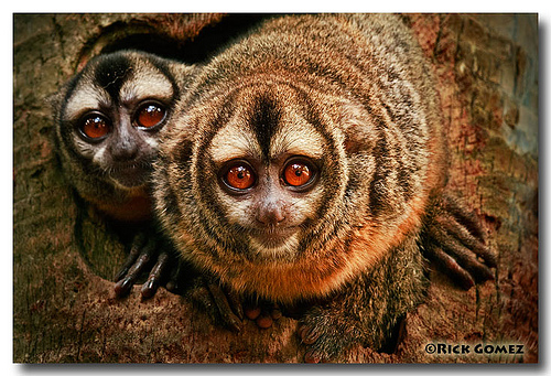 Owl Monkeys
