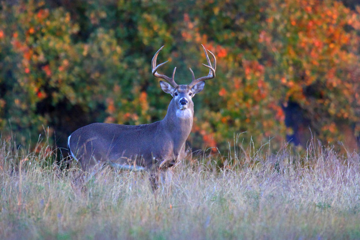 Sunset Buck