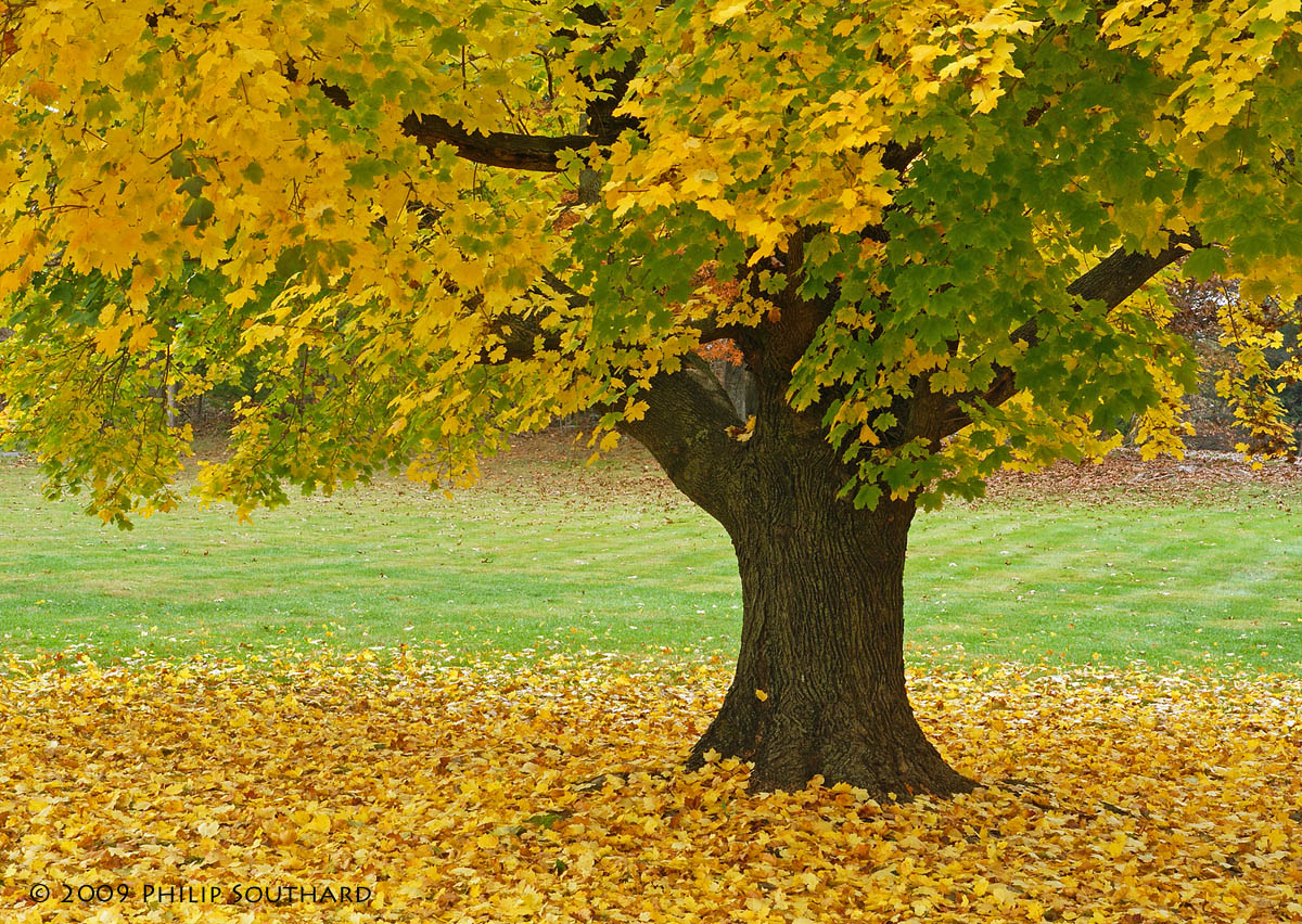 Maple at Hood, VA