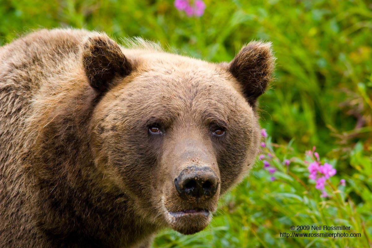 Grizzly in Fire Weed