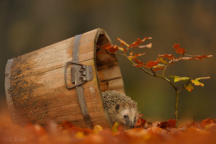 Spickey the pet hedgehog