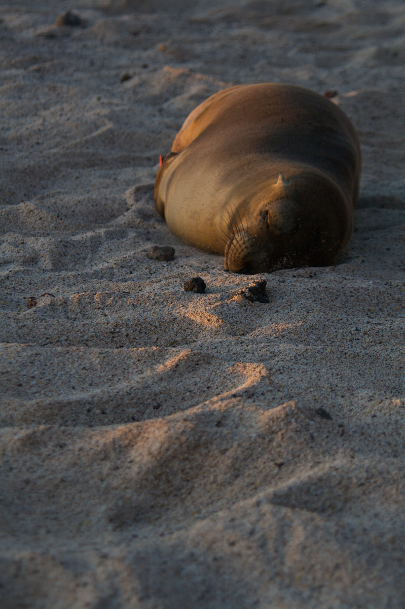 Bedtime on the Beach