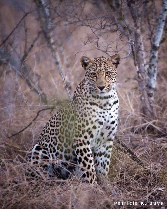Leopard at Dusk