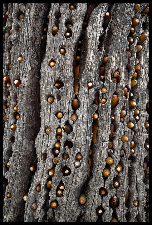 Granary Tree
