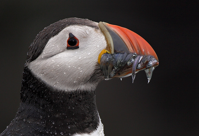 Puffin portrait