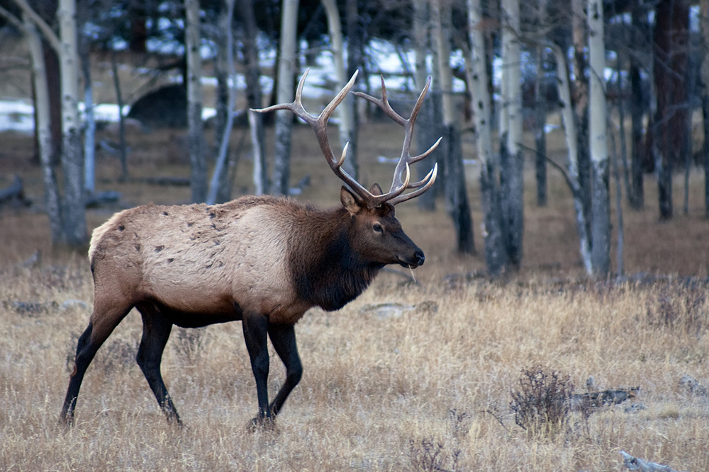 Bull Elk