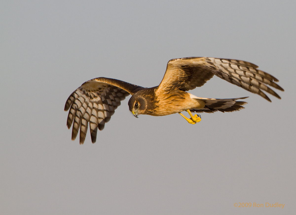 Northern Harrier