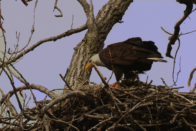 Eagle at nest